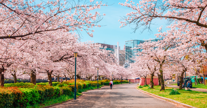 Kinh nghiệm đi du lịch Nhật Bản tự túc - theo tour