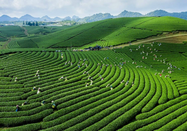 Tour Mộc Châu - Mai Châu