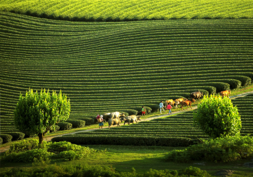 Tour Mộc Châu - Sơn La - Điện Biên - Sapa
