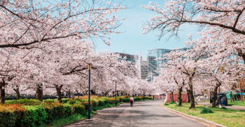 Du lịch Nhật Bản mùa nào đẹp nhất?