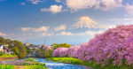 Du lịch Nhật Bản mùa nào đẹp nhất?